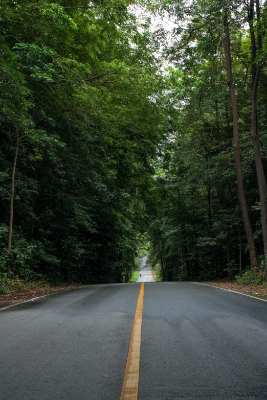 there is a long straight road lined with trees
