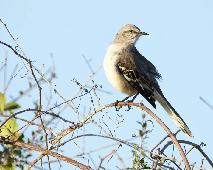 a bird is sitting in a tree outside