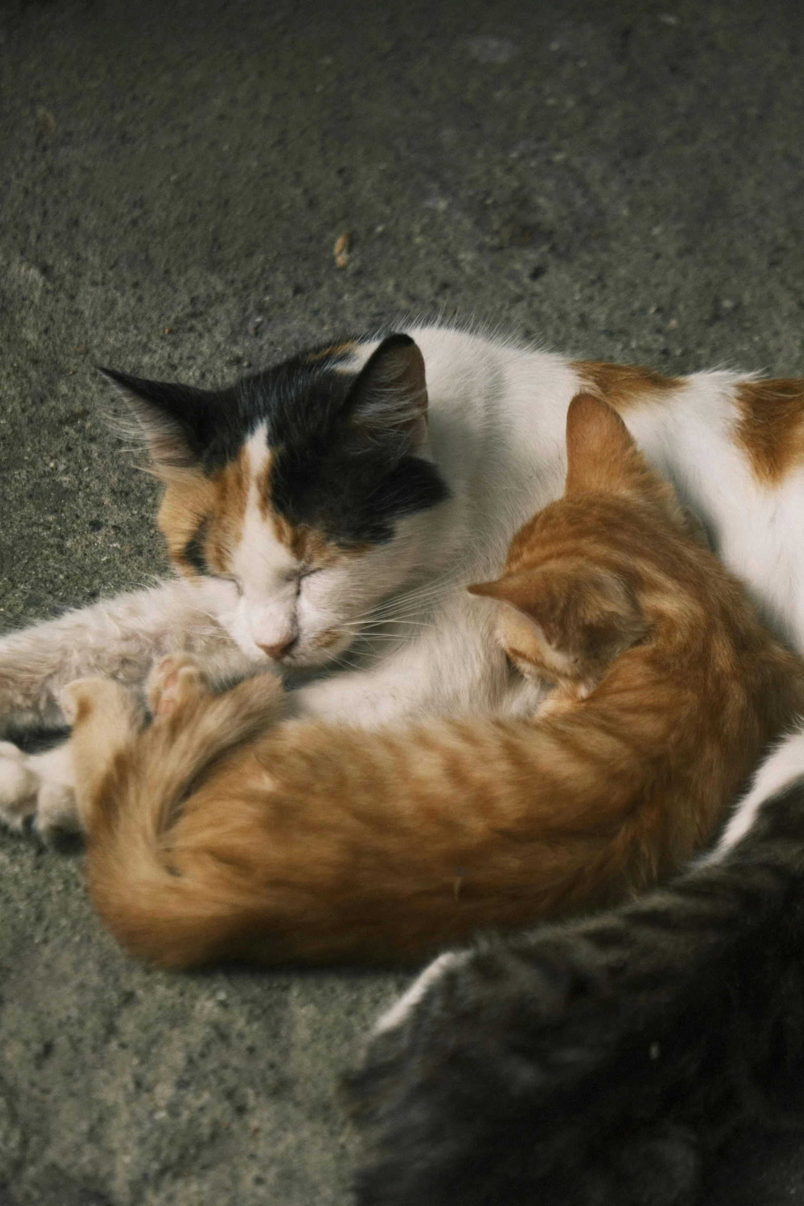 two cats are sleeping next to each other
