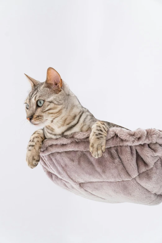 a cat that is sitting on top of a cushion