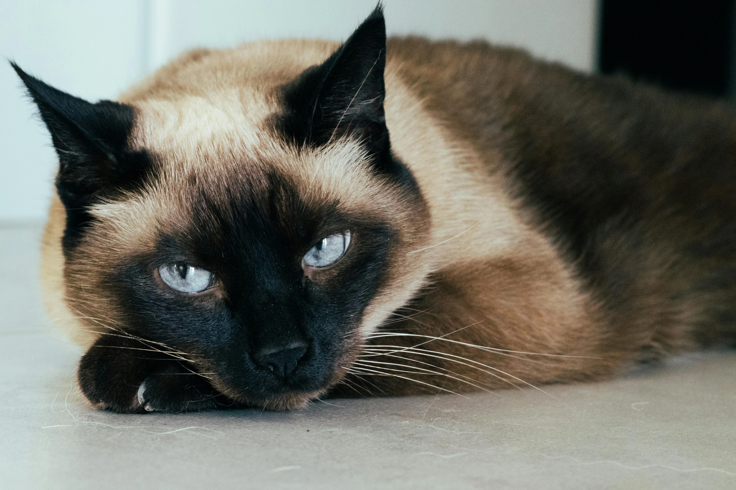 a cat with blue eyes is lying on the floor