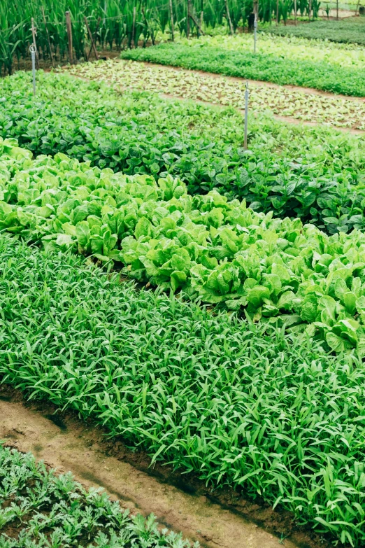 many small trees with many rows of leafy plants