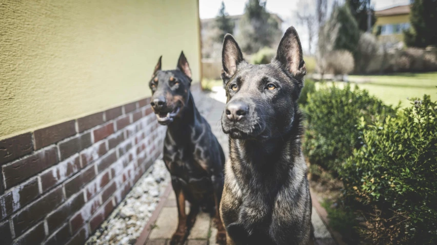 two brown and black dogs are facing the camera