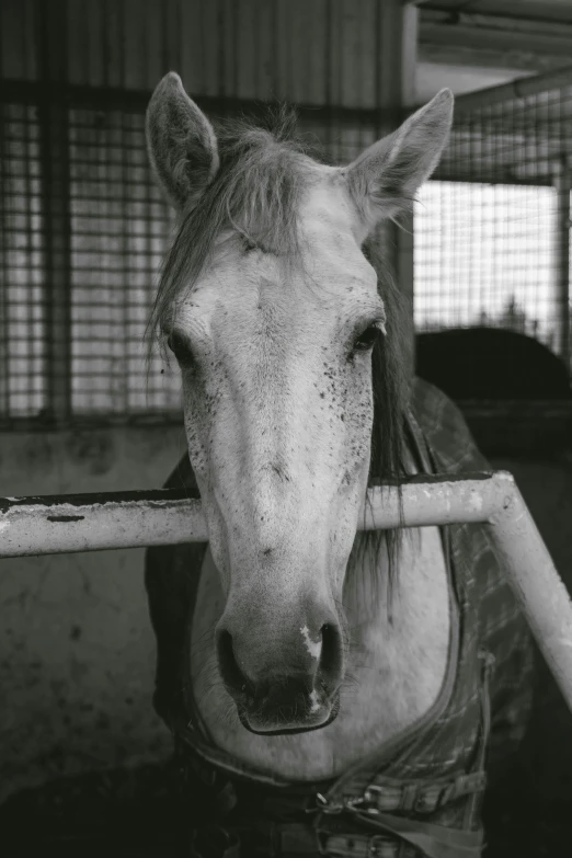 the horse looks at the camera with a bit in it's nose