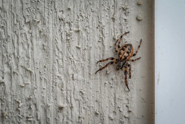 a small spider on the side of the house