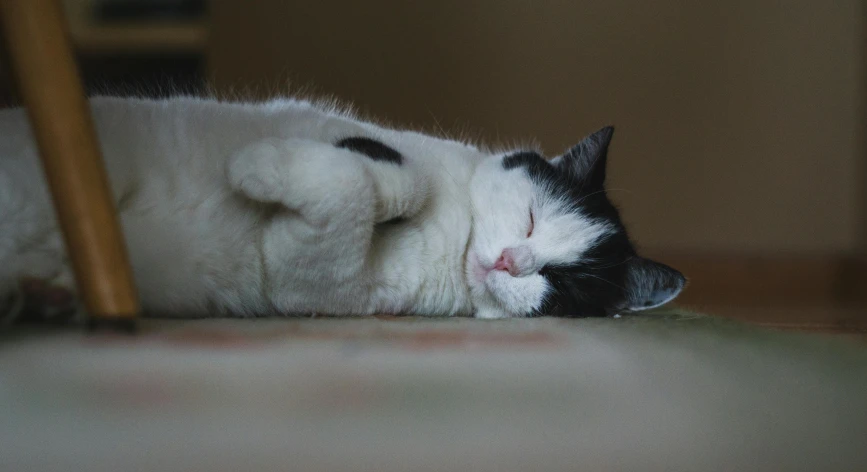 black and white cat laying on the floor looking sleeping