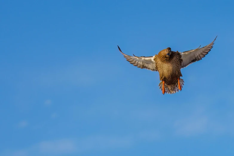 a large hawk flies in the air and spreads its wings