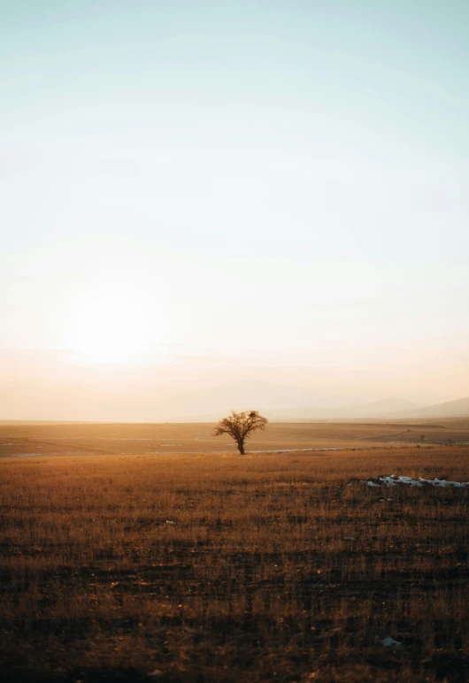 the lone tree is in the middle of the grass field