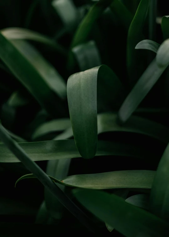close up of leaves in dark green color