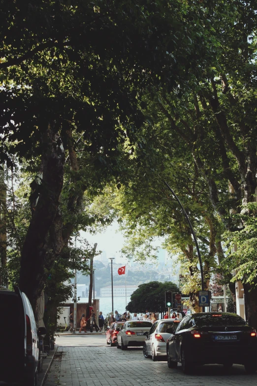 trees overhang and cars in a road with a flag flying