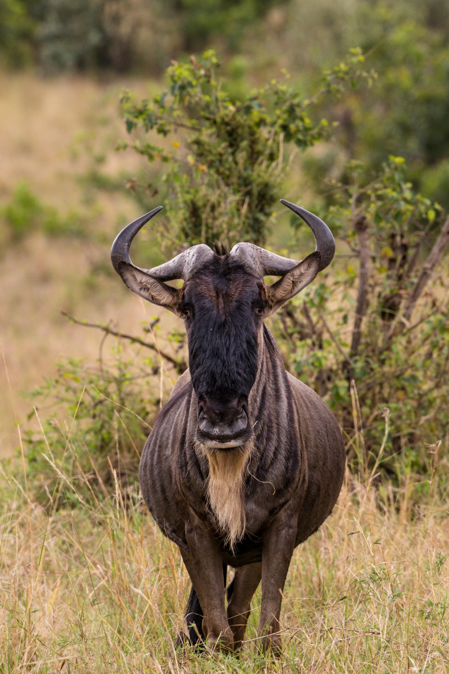 an animal is standing in the grass with its large horned ear