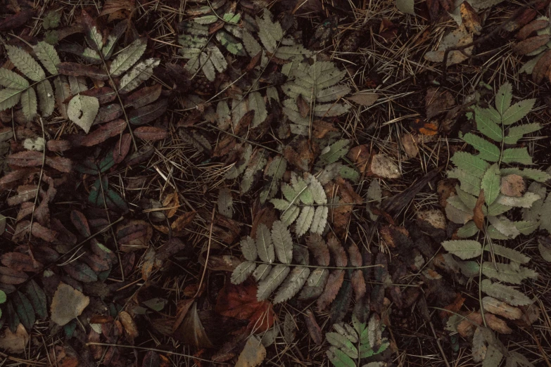 a bunch of leaves on the ground together