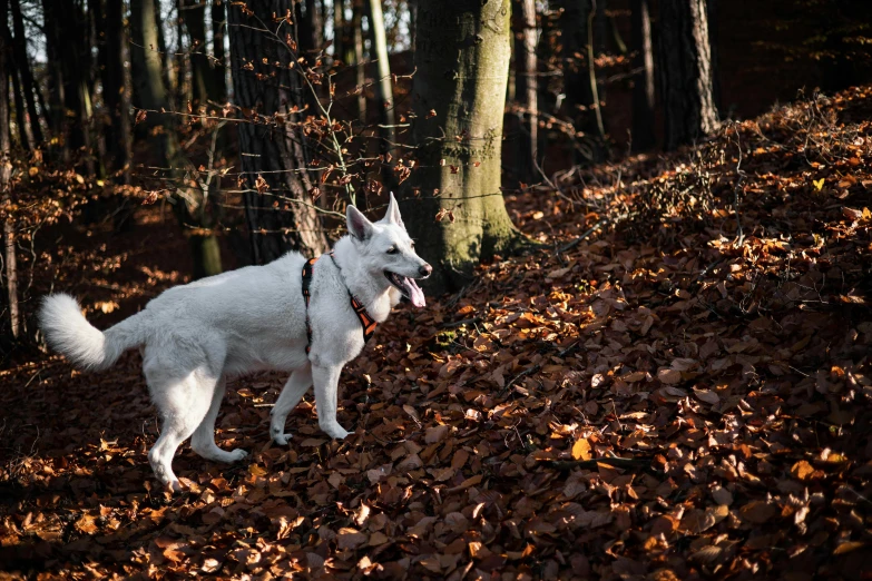 a white dog on a leash in the leaves