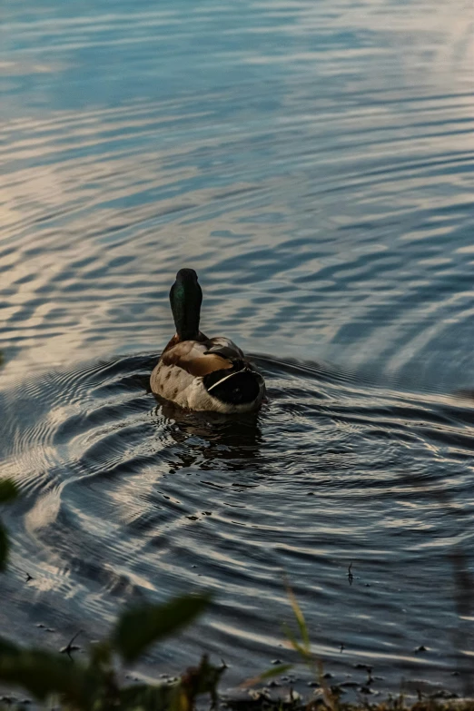 a duck swimming in the water on a sunny day