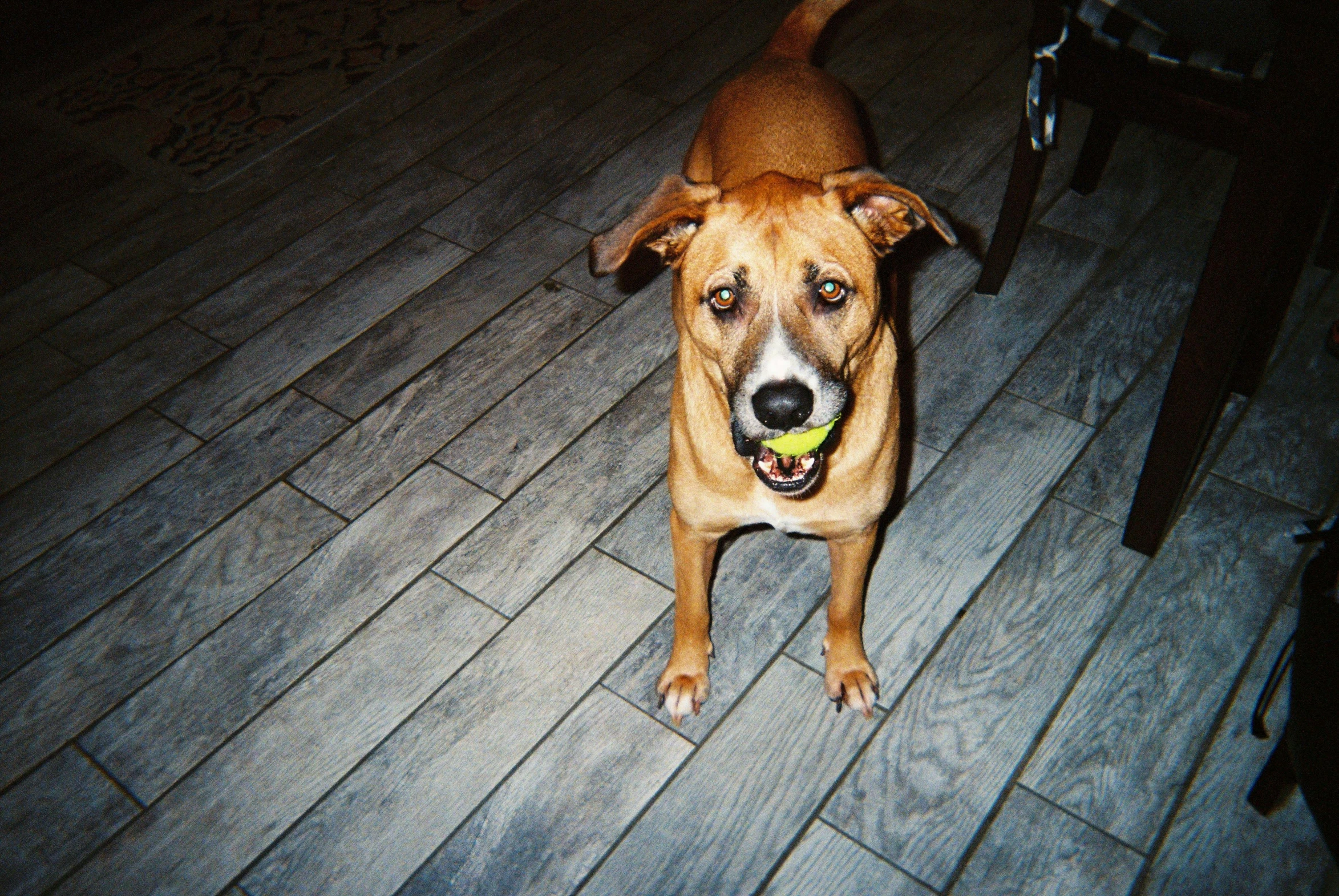 the dog is holding a tennis ball on the court