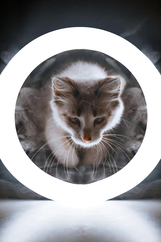 a cat standing next to a white circle light