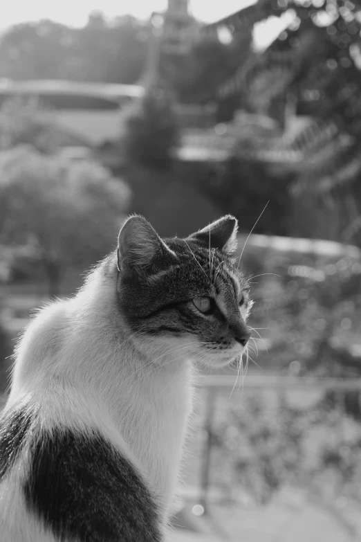 a cat sitting in the sunlight by the house