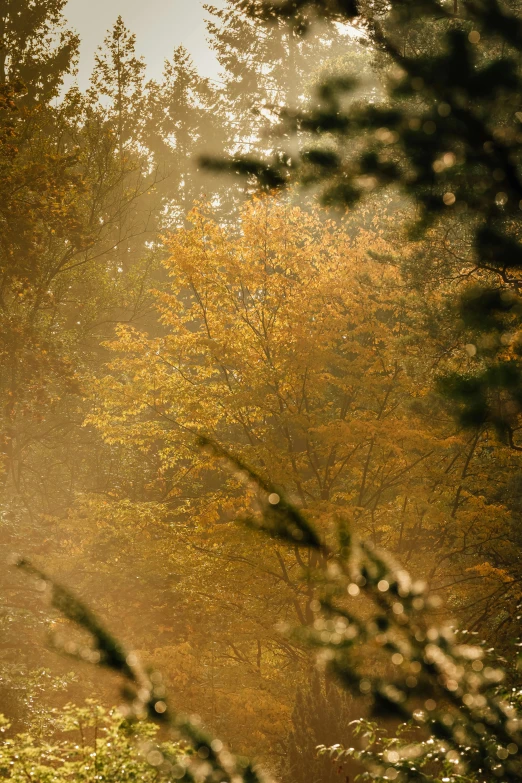 a field with some trees on both sides and a light shining through