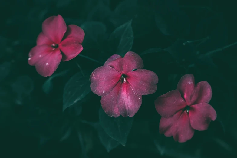 a po of three pink flowers with drops of water