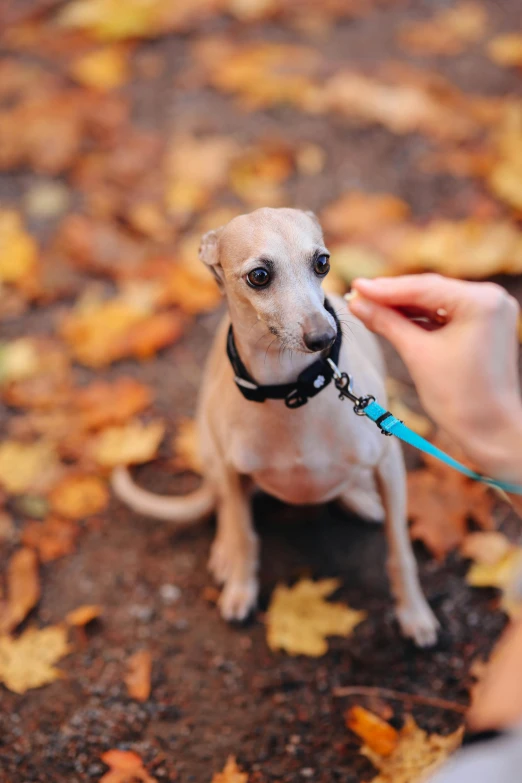 the small puppy has a leash on its neck