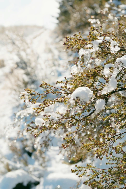 an open umbrella sitting in the snow near a tree