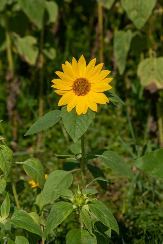 large sunflower in a green field with bushes