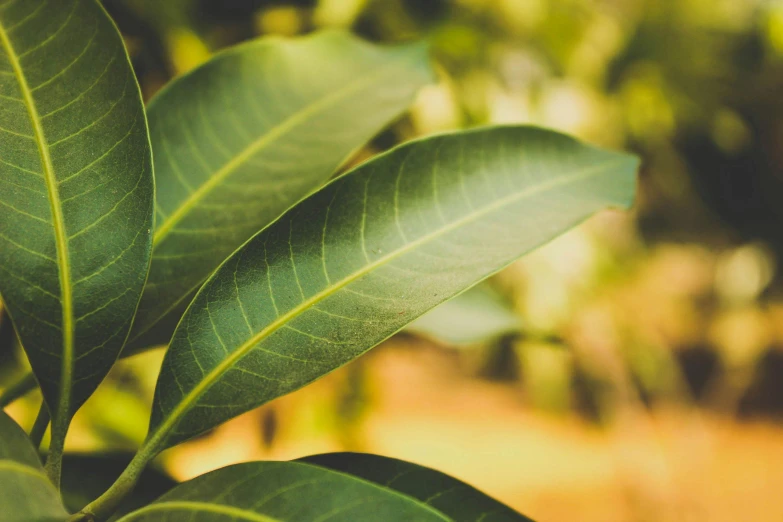 the green leaves are soft and bright, making for a great backdrop