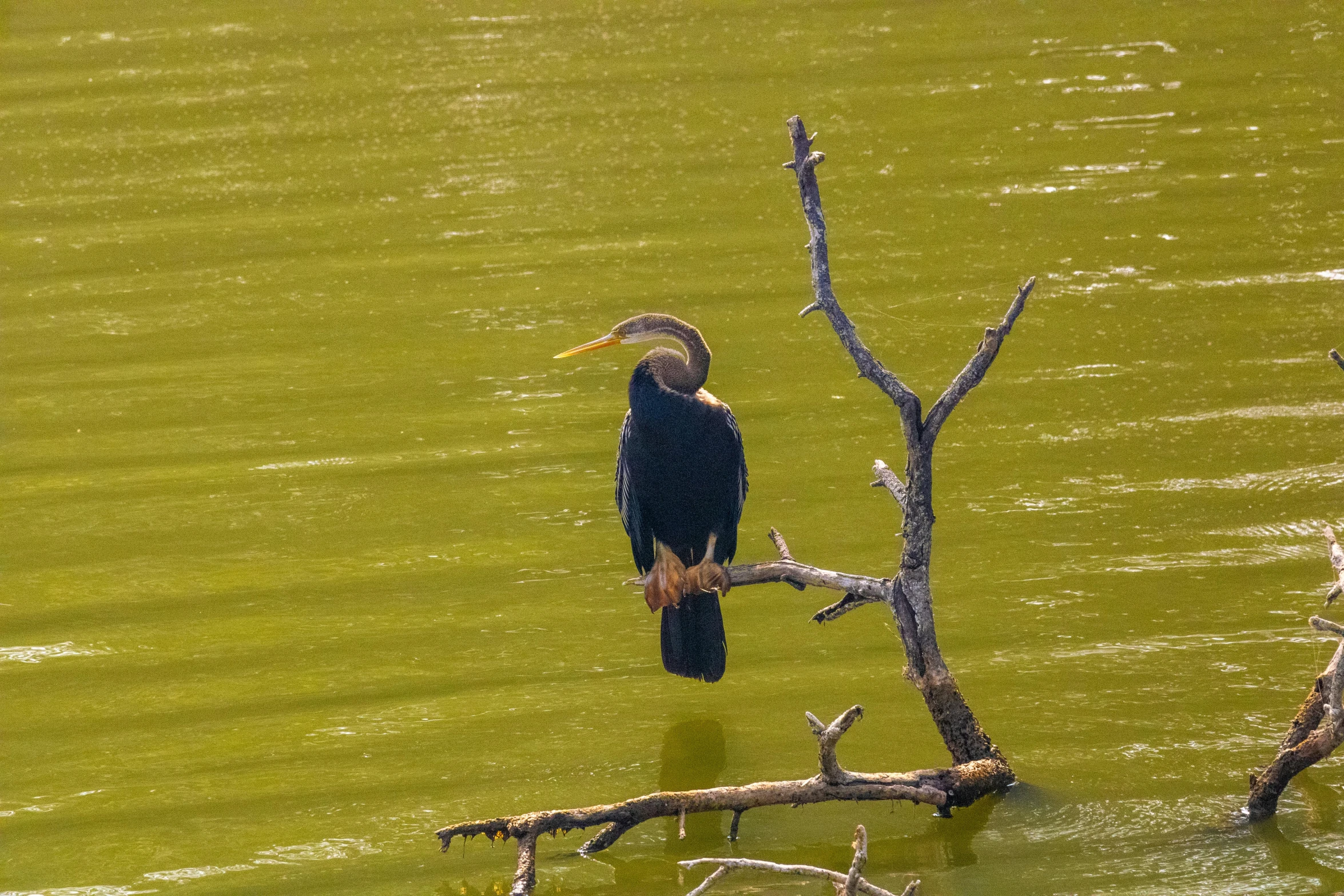 a black bird sits on a thin dead tree nch