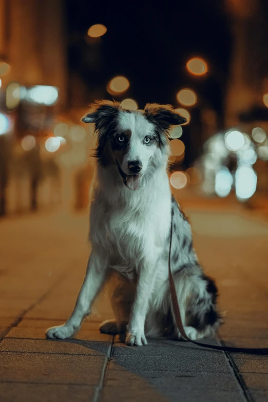 a dog sitting in the middle of a sidewalk next to a city