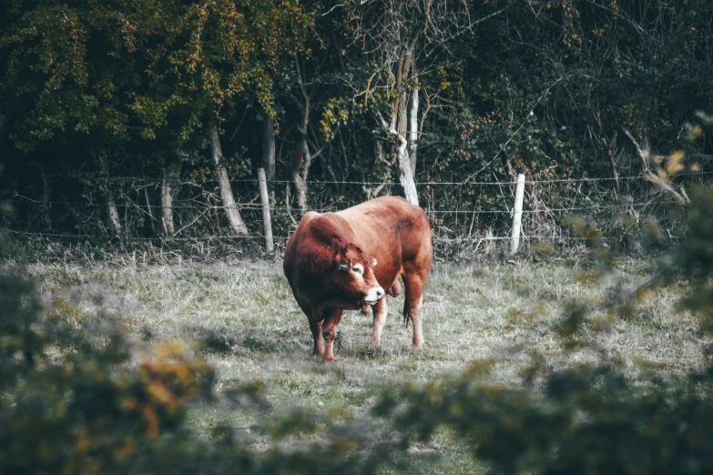 the lone cow is standing on a grassy field