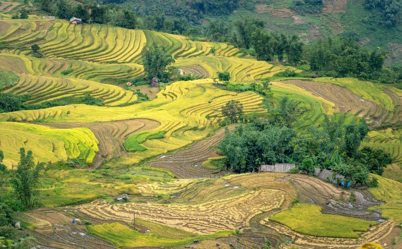 a rice field is a long line and the fields are not quite cut in size or shape