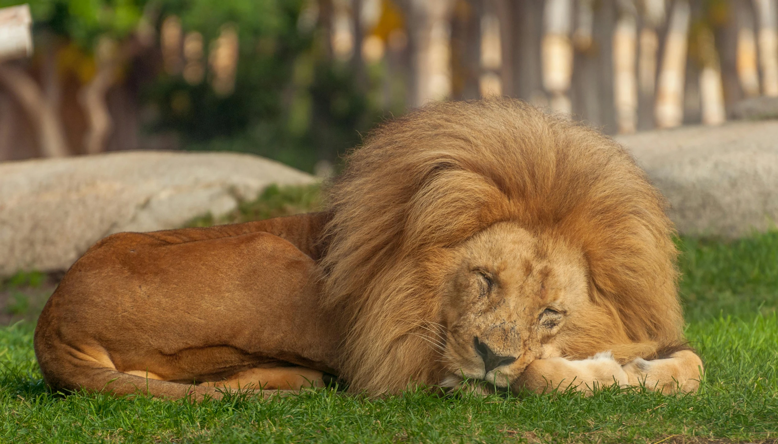 a male lion laying in the grass with it's front paws on its paws