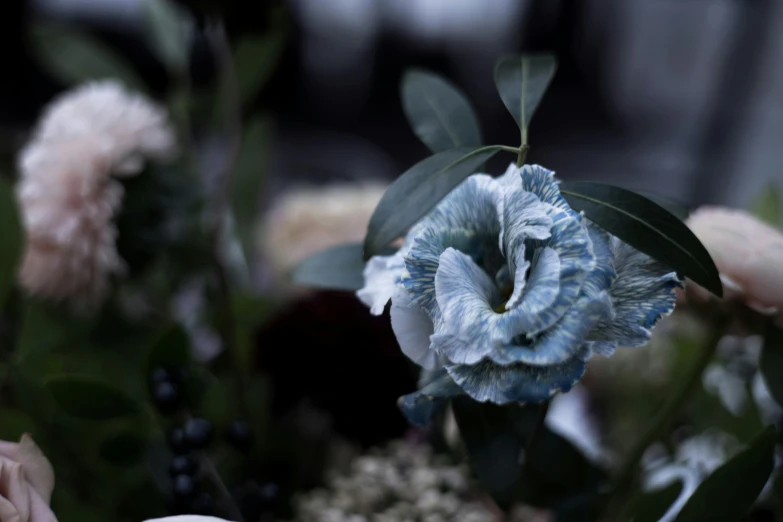 a blue flower is seen here in this closeup