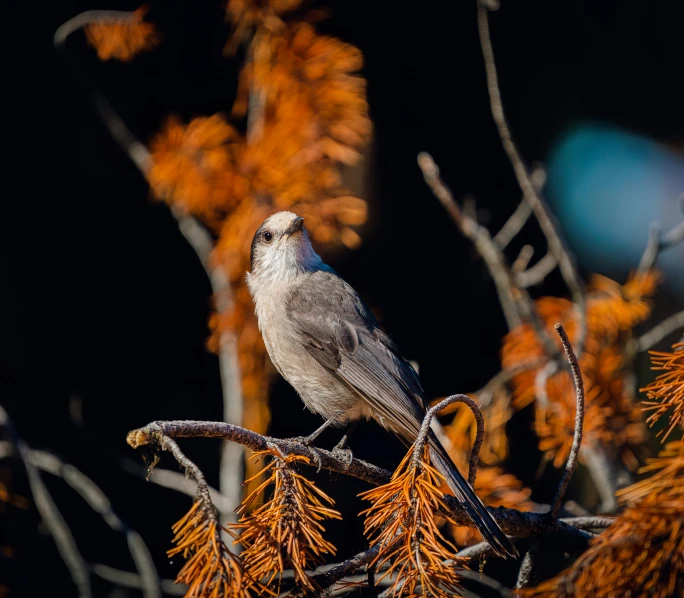 a small bird is perched on a nch