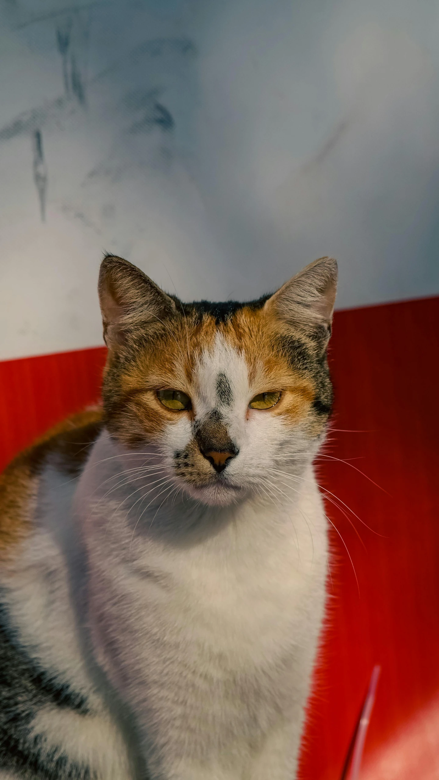 a cat sits next to a car and is bored