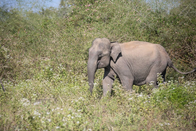 an elephant that is walking in some grass