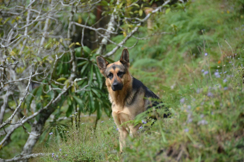 a dog is standing on a grassy hill