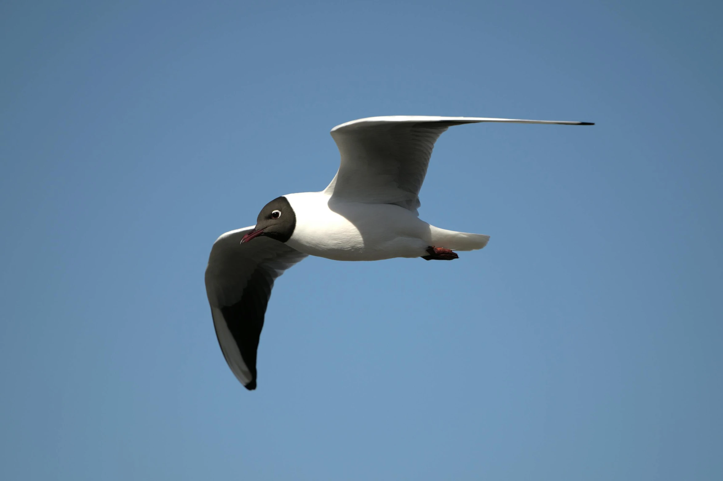 a seagull flying in the air, in front of a bright blue sky