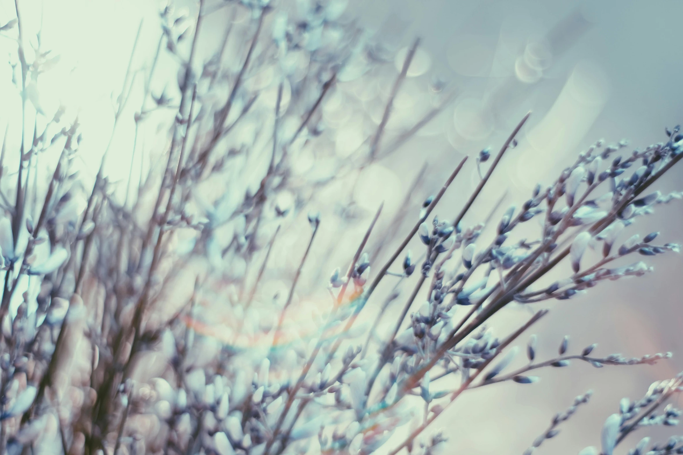 the close up of flowers and leaves with rain drops