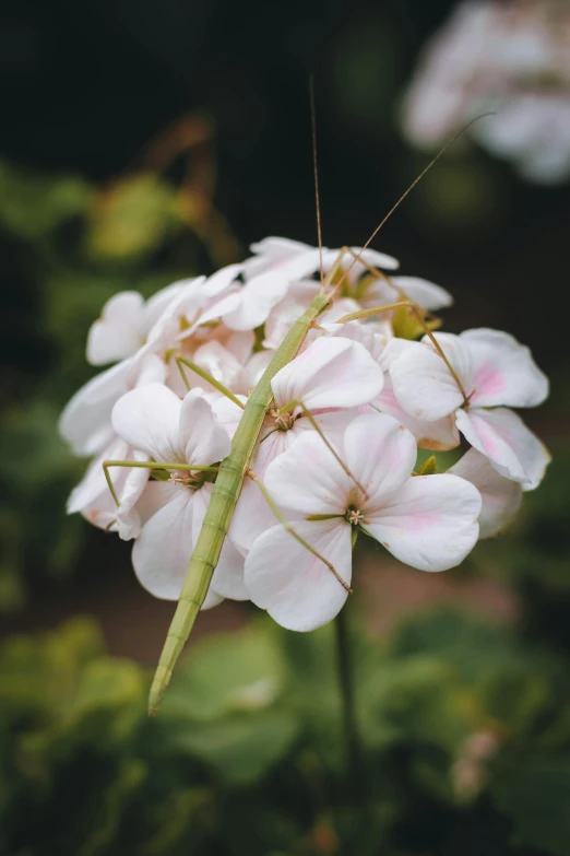 an image of a praying bug that is outside