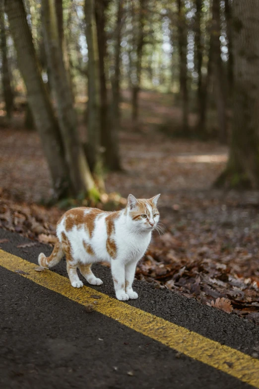 a cat with orange and white markings is crossing the road