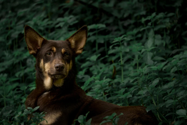 dog laying on its side in the forest