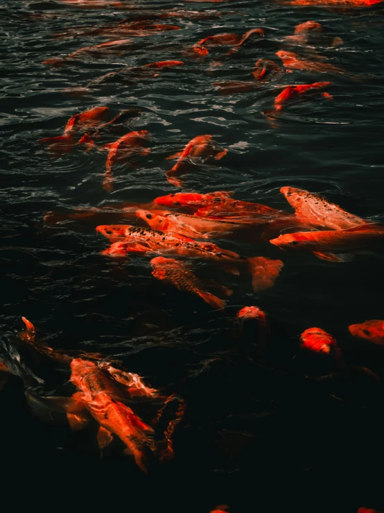 several fish swimming in the water together