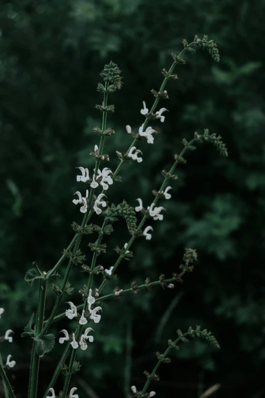 some small white flowers with dark green trees in the background