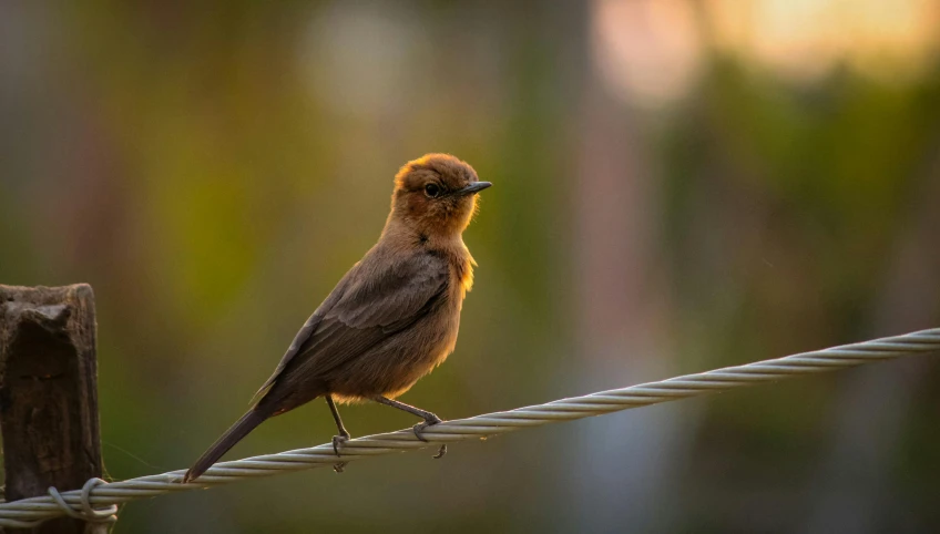 a bird sitting on the top of wires