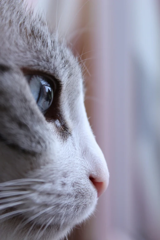 a close - up view of a cat's blue eyes