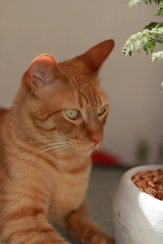 a cat looking intently at the camera from behind a plant