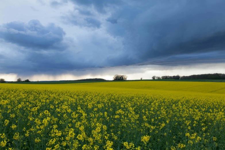 a large field of yellow flowers under a cloudy sky