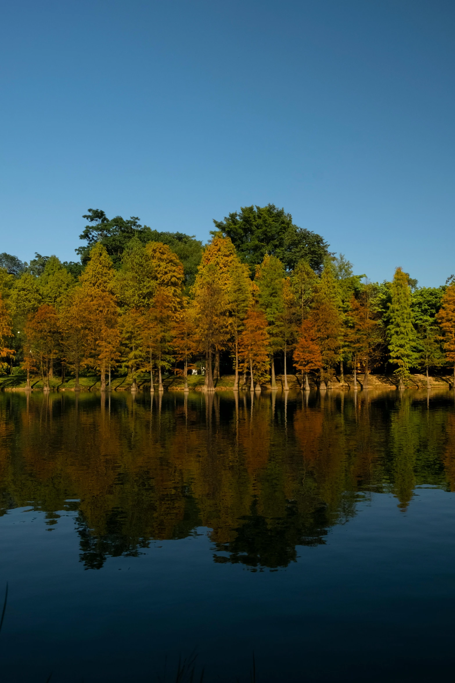 trees and other trees reflecting in water near shore