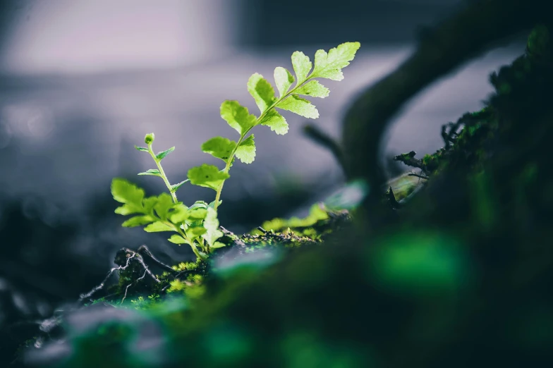 a small plant in the middle of some grass